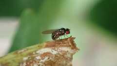 Calliopum