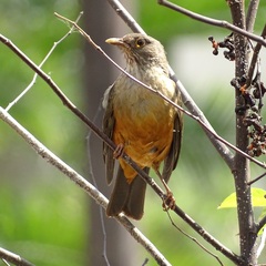 Turdus rufiventris