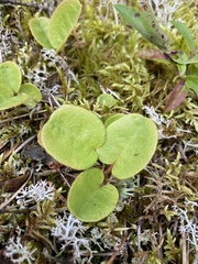 Epigaea repens