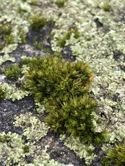 Ulota crispa