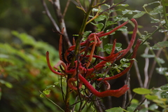 Exobasidium parvifolii