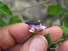 Acmaeodera