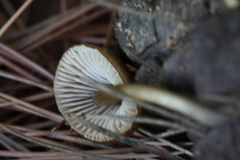 Mycena seynii