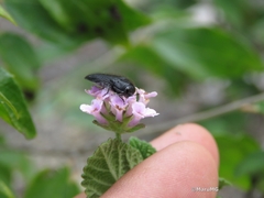 Acmaeodera