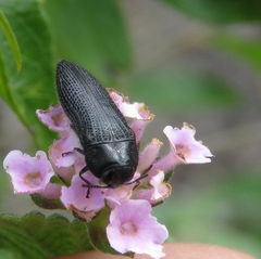 Acmaeodera