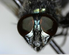 Neomyia