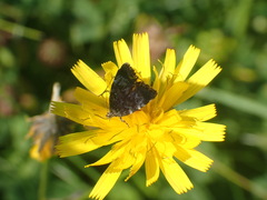Choreutis