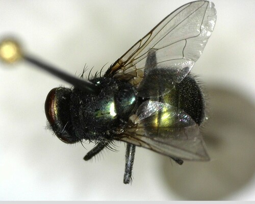 iNaturalist observation photo of False Greenbottles