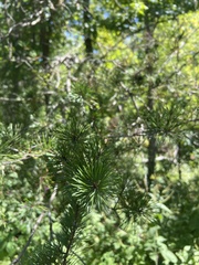 Pinus virginiana