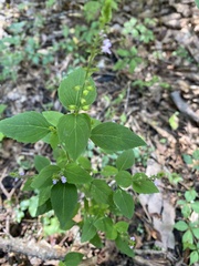 Mosla dianthera
