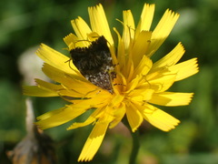 Choreutis