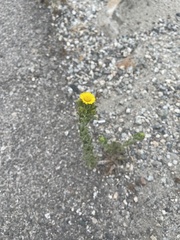 Heterotheca grandiflora