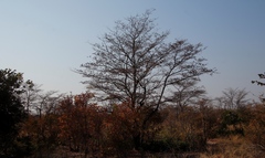 Combretum