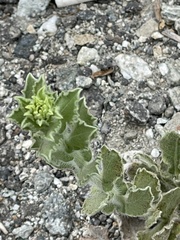 Heterotheca grandiflora
