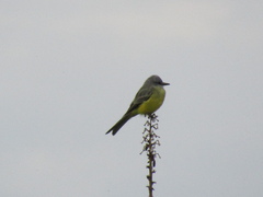 Tyrannus melancholicus