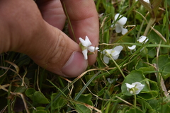 Viola macloskeyi