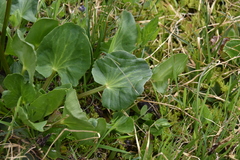 Caltha leptosepala