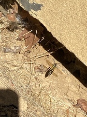 Vespula squamosa