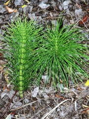Equisetum telmateia