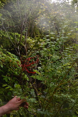 Exobasidium parvifolii