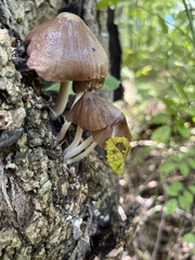Pluteus longistriatus