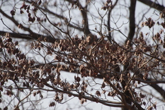 Combretum