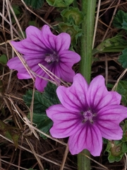 Malva sylvestris