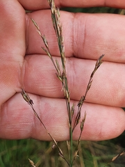 Molinia caerulea