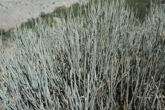 Ephedra