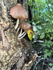 Pluteus longistriatus