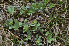 Sibbaldia procumbens