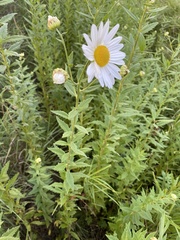 Leucanthemum maximum