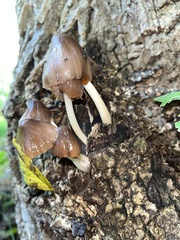 Pluteus longistriatus