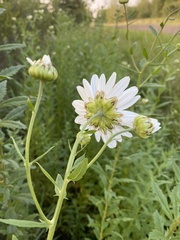 Leucanthemum maximum