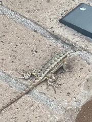Sceloporus occidentalis longipes