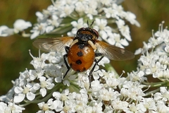Gymnosoma rotundatum