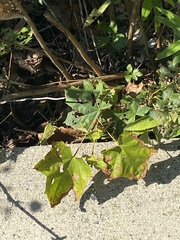 Ampelopsis glandulosa