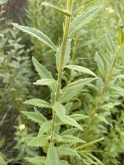 Leucanthemum maximum