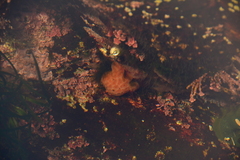 Aplidium californicum