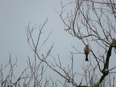 Ptiliogonys cinereus