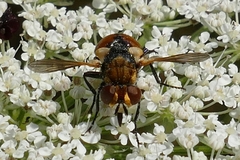 Gymnosoma rotundatum