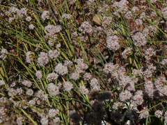 Eriogonum nudum