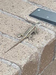 Sceloporus occidentalis longipes