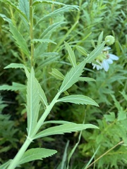 Leucanthemum maximum