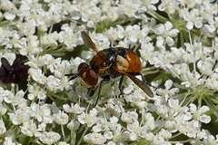 Gymnosoma rotundatum