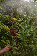 Exobasidium parvifolii