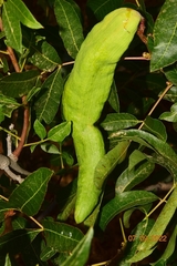 Baizongia pistaciae