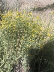 Haplophyllum tuberculatum