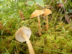 Cystoderma amianthinum
