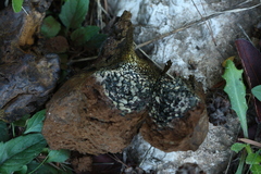 Pisolithus arhizus